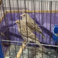 قناری سیلور کرم آهویی