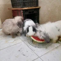 خرگوش لوپ نروماده