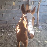 کره ۷ ماه|اسب و تجهیزات اسب‌سواری|بم, |دیوار