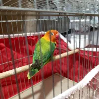 طوطی کوتوله برزیلی اپلاین گیرین ماده معاوضه با نر