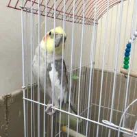 عروس هلندی نر