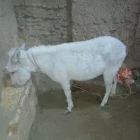 الاغ ماده|حیوانات مزرعه|مشهد, فردوسی|دیوار