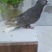 کفتر|پرنده|گرگان, |دیوار