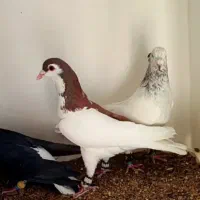 کبوتر پرشی|پرنده|بجنورد, |دیوار