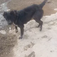 سگ ماده|سگ|مشگین شهر, |دیوار