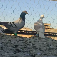 گرفتنی قلدور|پرنده|تربت‌حیدریه, قائم|دیوار