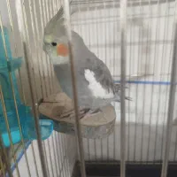 عروس هلندی نر پنج ماهه