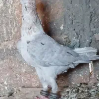 ساده افشون دورنگ|پرنده|تربت جام, میان جام|دیوار