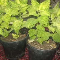 گل های زیبا|گل و گیاه طبیعی|جوانرود, |دیوار