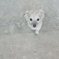 توله سگ|سگ|آبسرد, |دیوار