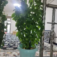 گلهای سالم و سرحال