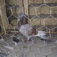 کبوتر پرشی|پرنده|جرقویه, |دیوار