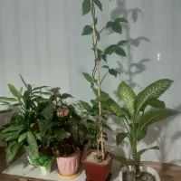 سلام یه تعداد گل کاج ویه تعداد گل زیاد به فروش|گل و گیاه طبیعی|سرپل ذهاب, |دیوار