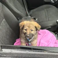 سگ ژرمن|سگ|رشت, بیجارپس|دیوار