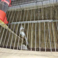 فروش یک جفت قناری|پرنده|همدان, |دیوار