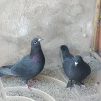 یکجفت کلاغ گوک وماده پلاکی