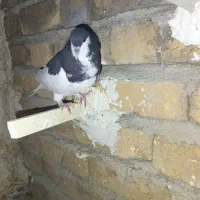 کبوتر یا کفتر|پرنده|کوه چنار, |دیوار