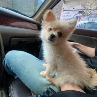 توله سه ماهه میکس پامرین خرسی