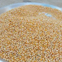 ذرت پفیلایی حیوانی