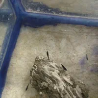 ماهی مولیگوپی میگوسوارترزبراکالربریچاردی مزرعه آبی|ماهی|یزد, |دیوار