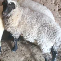 بز و بره سه عدد