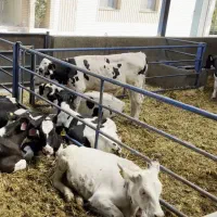 نامبروان گوساله از شیر گرفته 7راس خوشگل