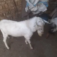 نربز سانن