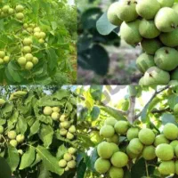 فروش نهال گردو های پیوندی و غیر پیوندی و اصلاح شده