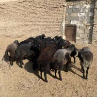 بره نر چاق|حیوانات مزرعه|جوادآباد, |دیوار