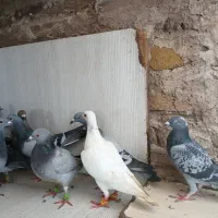 کفتر بوم وحشی|پرنده|مشهد, موعود|دیوار