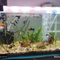 اکواریم شرکتی با لوازم کامل و ماهی