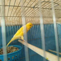 یه جفت قناری زرد طلایی