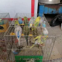 مرغ عشق|پرنده|بروجن, |دیوار