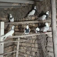 کفتر طوقی ابی و سیاه|پرنده|پیشوا, |دیوار