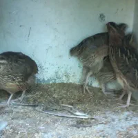 فروش بلدرچین ویک عددمرغ تخمگذار