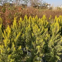 گل و گیاه نهال|خدمات باغبانی و درختکاری|شاهدشهر, |دیوار