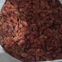 تخم هندوانه بز