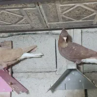 نروماده سرخ دمسفیدزرددمسفیدخال سیاه دار|پرنده|پاپی, |دیوار