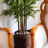 درختچه بزرگ