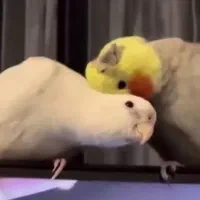 تعدادی عروس هلندی  فروشی