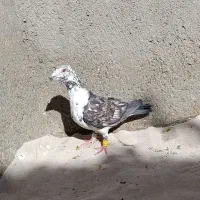 کفتر آس|پرنده|مشهد, کوی سیدی|دیوار