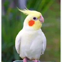 عروس هلندی گمشده