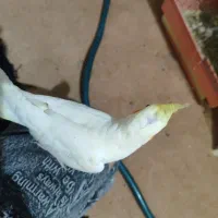 عروس هلندی جفت دستی