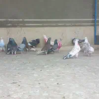 کبوتر دونی ۴۰۰..تکی یک تومن