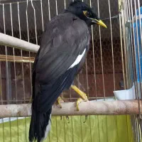 مرغ مینا|پرنده|خمینی‌شهر, |دیوار