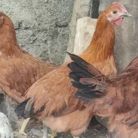 مرغ تخم گذار ۷ماهه