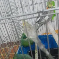 قیمت ۲۵۰۰۰۰۰۰|پرنده|قزوین, |دیوار