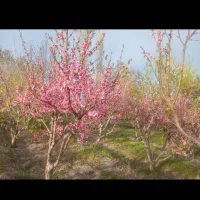 فروش-باغچه