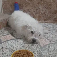 واگذاری سگ تربیت شده