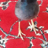 مرغ مینا سخنگو